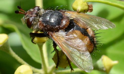 Réf. 192 686 : Tachina fera